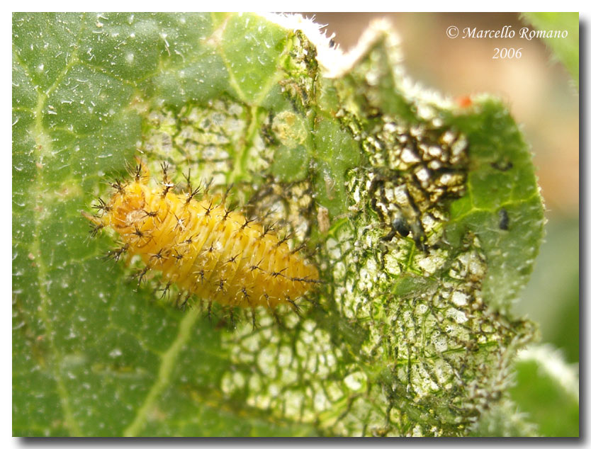 La coccinella del cocomero asinino: Henosepilachna elaterii